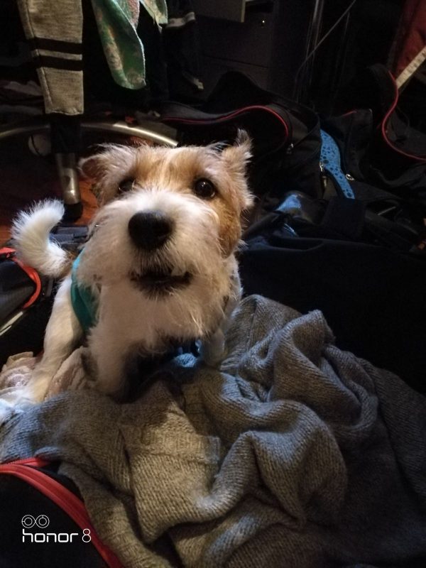 lomahoitoa koirahoitolassa - koirahotelli perro